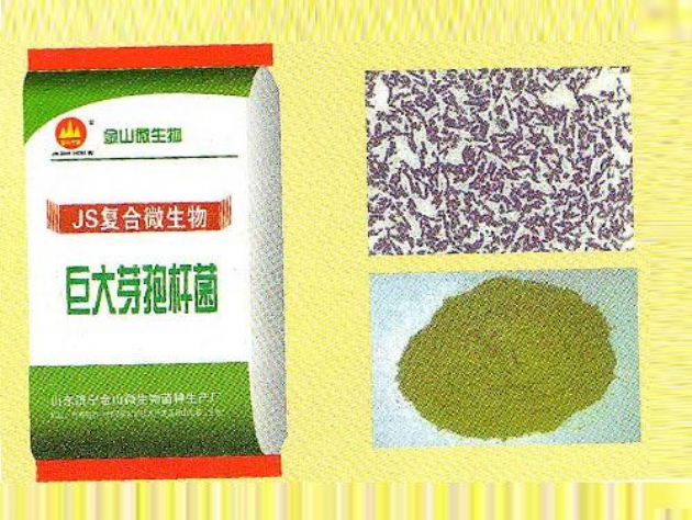 點(diǎn)擊查看詳細(xì)信息<br>標(biāo)題：巨大芽孢桿菌 閱讀次數(shù)：2758